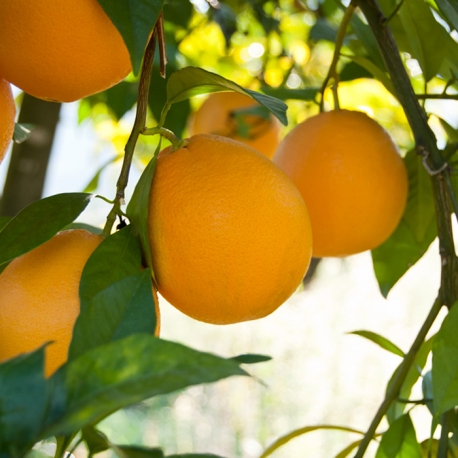 Organic Farming Table Navelina Orange 
